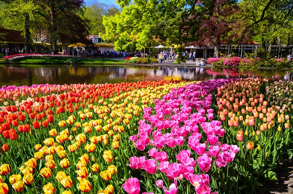 Reise til Nederland med blomstring i Keukenhof